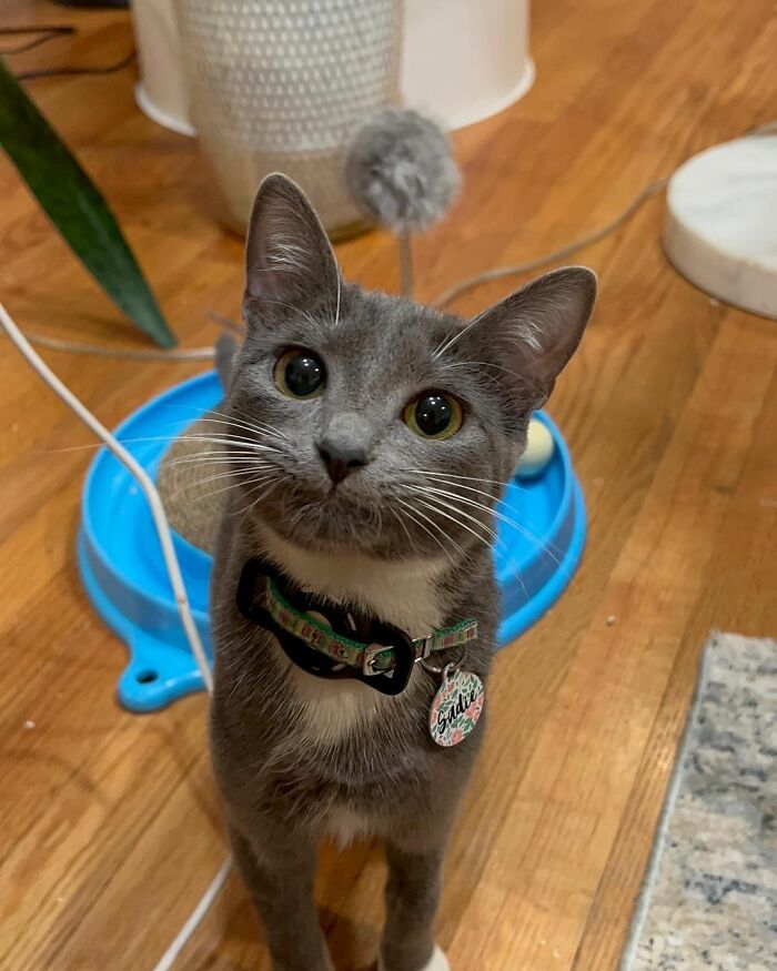 Meet Coop, A Cat Abandoned By His Owners Who Found His New Loving Family Meet Coop, A Cat Abandoned By His Owners Who Found His New Loving Family