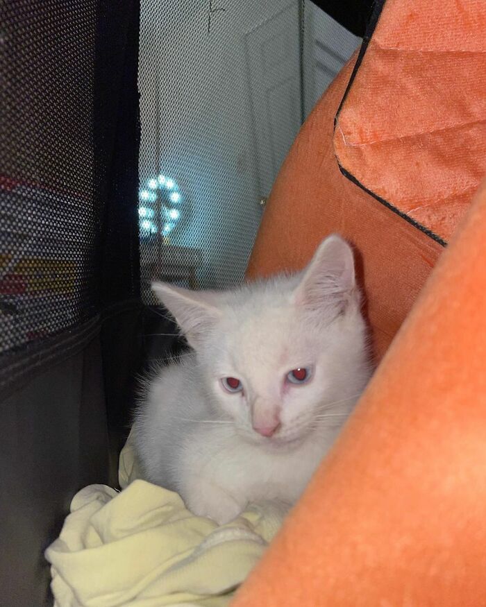 Meet Coop, A Cat Abandoned By His Owners Who Found His New Loving Family Meet Coop, A Cat Abandoned By His Owners Who Found His New Loving Family