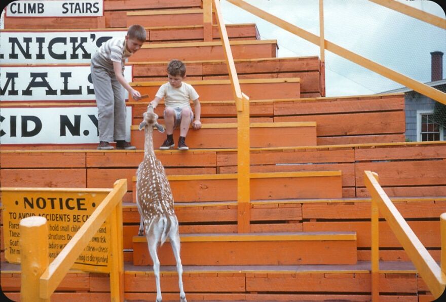 St. Nick's Animals, Lake Placid, NY – 1955