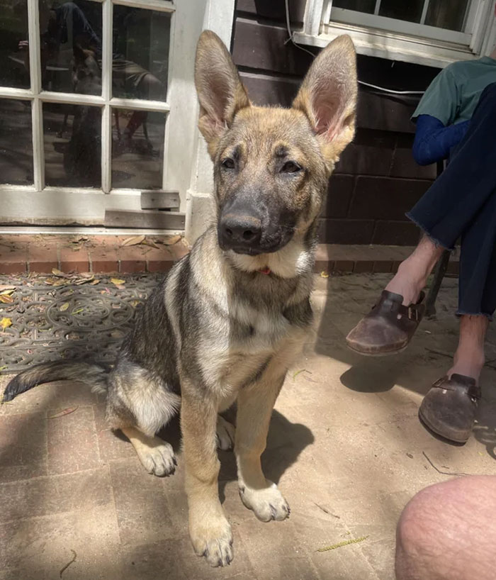 Does This Stray Dog I Adopted Look Like A Full German Shepherd?