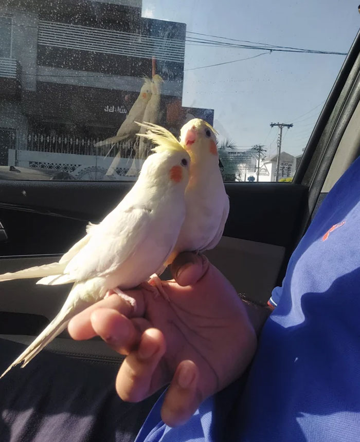 Need Some Advice. Just Adopted This Pair! They Were Preening Each Other The Entire Ride Home