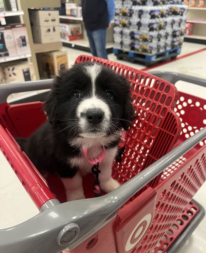 A Rescue Puppy We Adopted This Last Weekend. Her Name Is Mini And Mom Is Border Collie But Unsure Of Dad!