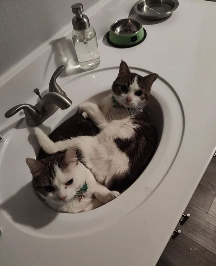 We Adopted These Boys Last Night And They're Already Making Themselves Comfy In The Sink!