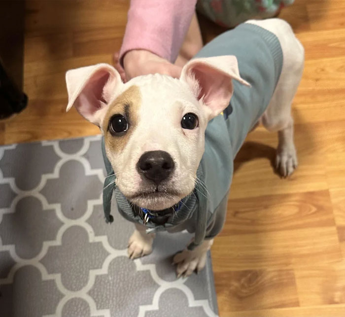Meet Bruno He’s 4 Months Old Adopted From The Shelter I’m Almost 100 Percent Sure He’s Partially Deaf If Not Completely Waiting On Results From Wisdom Dna Should Be Anyday Now Curious What Everyone Thinks He May Be!!