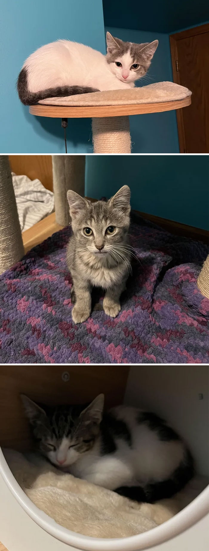 Adopted Three Kitties
