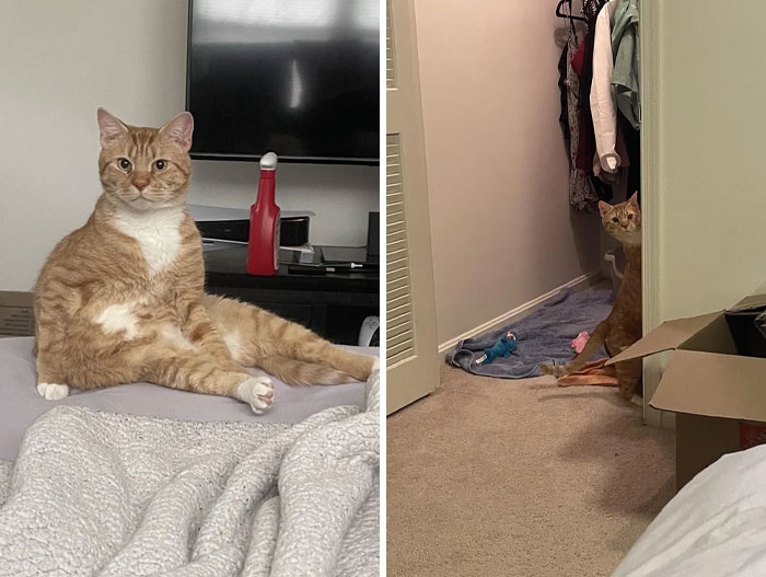 Just Adopted Tom O’malley And Within A Span Of 24 Hours He Learned How To Open Doors, Cabinets And Scale My Entire Closet! Any Suggestions For Cat Proofing The House Is Appreciated!