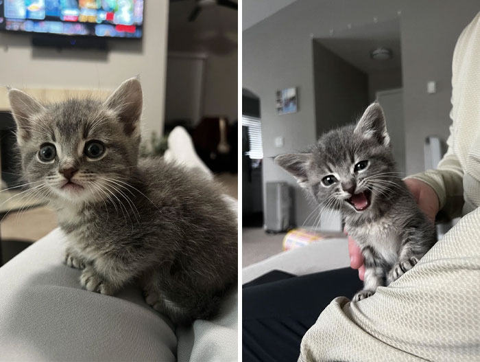 Just Adopted This Little Girl. Everyone Meet Nala (2nd Picture Shows The Name Checks Out)