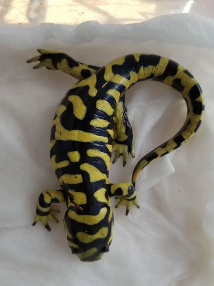 I Adopted A Tiger Salamander Yesterday And It Has Oogie Boogie Tossing A Little Dice In Its Stripes