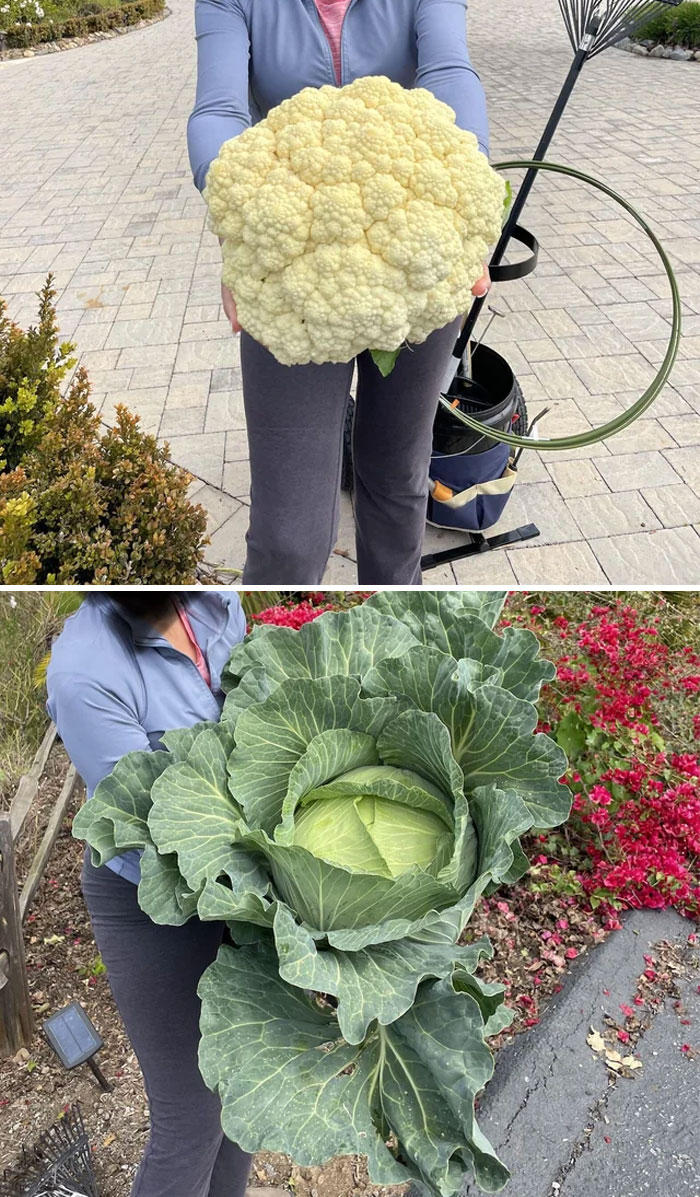 Probably Not As Exciting As Other Posts Here, But Absolute Units Of Cauliflower And Cabbage My Parents Grew In Their Garden