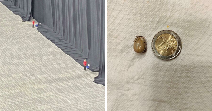 50 Times People Were Left Speechless By The Size Of Something And Shared It With The ‘Absolute Units’ Community (New Pics)