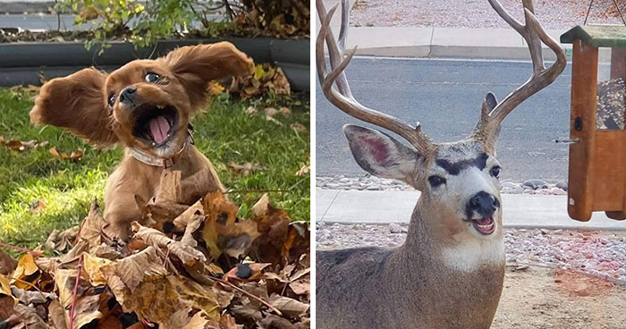 50 Horribly Unphotogenic Animals That Might Make You Laugh Way Harder Than You Should