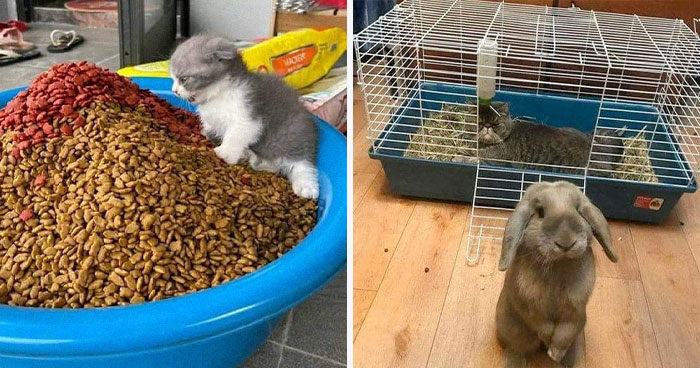 50 Times People Spotted Animals In Places They Shouldn’t Be And Just Had To Document It