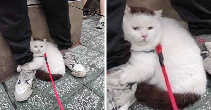 50 Times People Spotted Animals In Places They Shouldn’t Be And Just ...