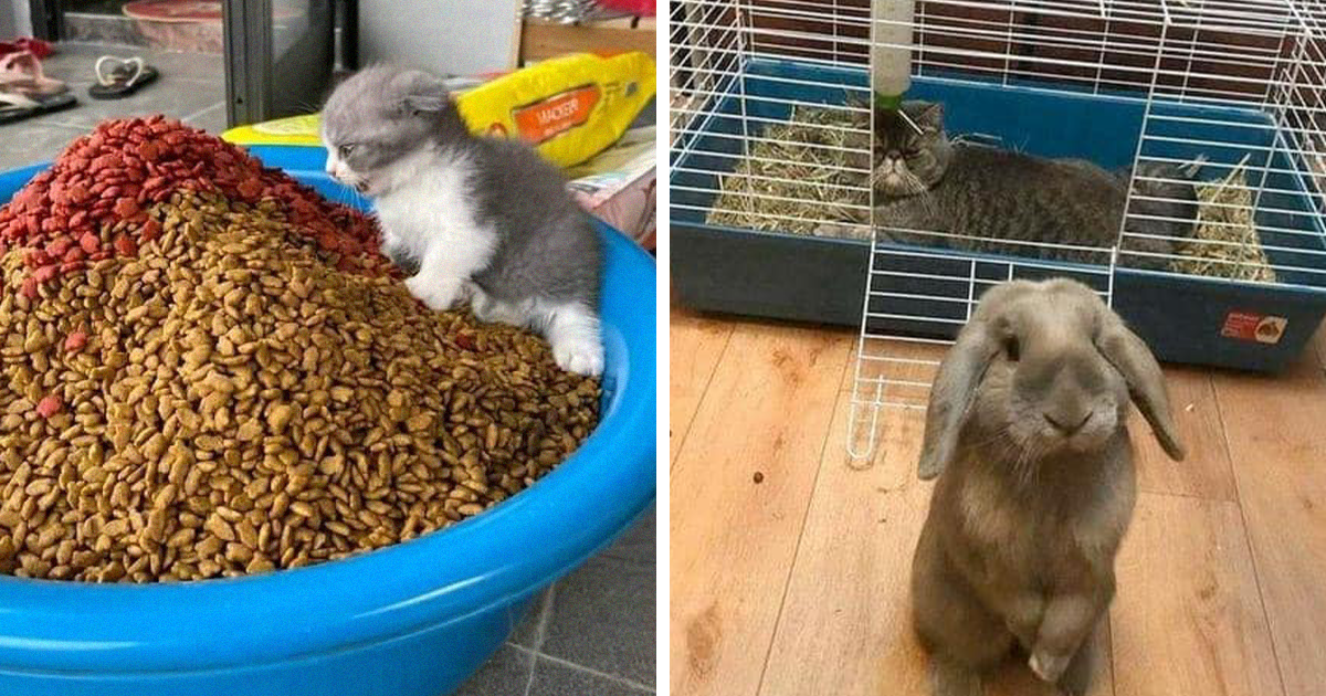 50 Times People Spotted Animals In Places They Shouldn’t Be And Just ...