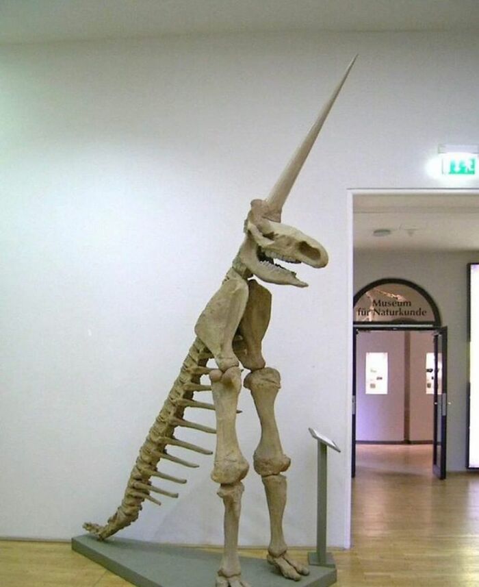In 1663, The Partial Fossilised Skeleton Of A Woolly Rhinoceros Was Discovered In Germany. This Is The “Magdeburg Unicorn”, One Of The Worst Fossil Reconstructions In Human History