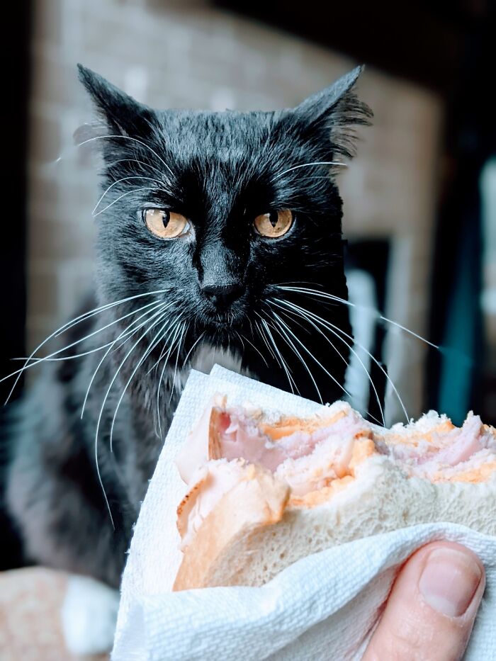 My Cat Trying To Coerse Me Into Giving Him Some Ham. It Worked
