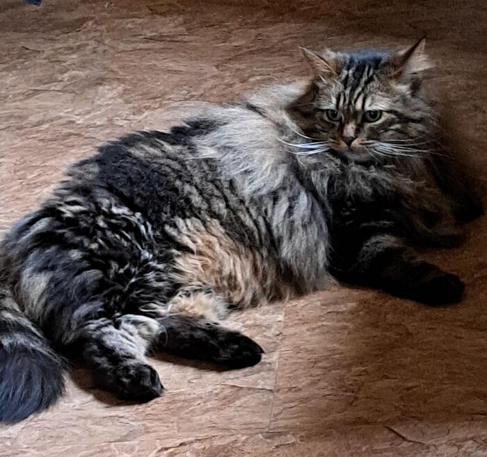 My New Cat Harley Aka Princess Meow-Meow