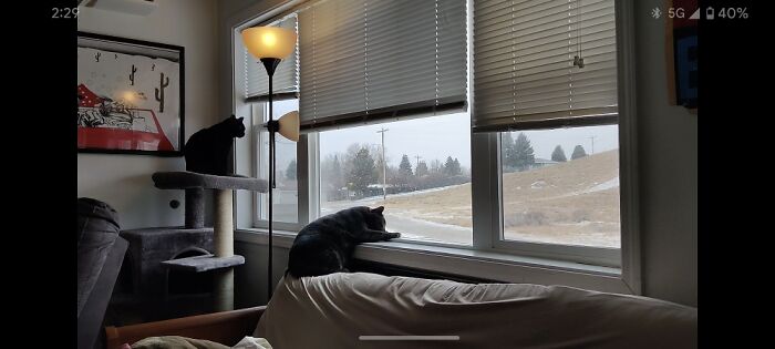 My Cats Watching The Snow Outside My Living Room