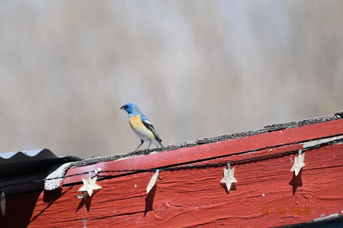 Lazuli Bunting Hanging Out With Me Today