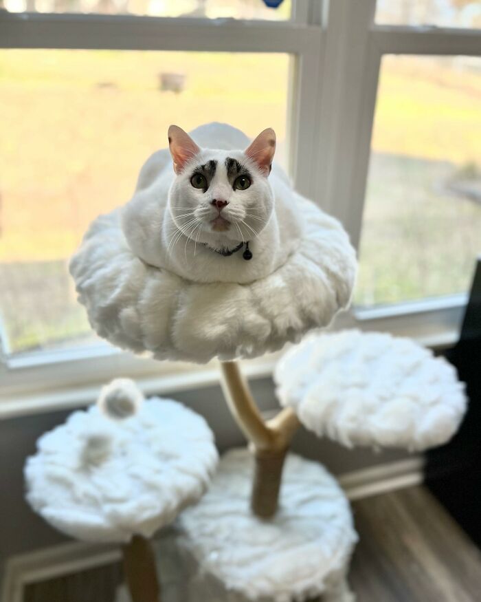 This Cat’s Expressions Get Exaggerated By His Unique Markings That Look Like Eyebrows