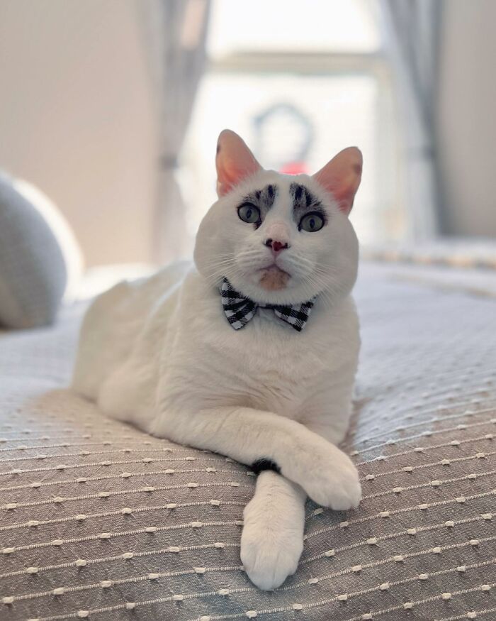 This Cat’s Expressions Get Exaggerated By His Unique Markings That Look Like Eyebrows