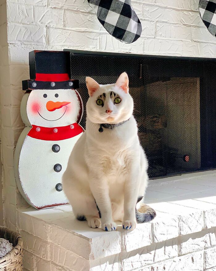 This Cat’s Expressions Get Exaggerated By His Unique Markings That Look Like Eyebrows