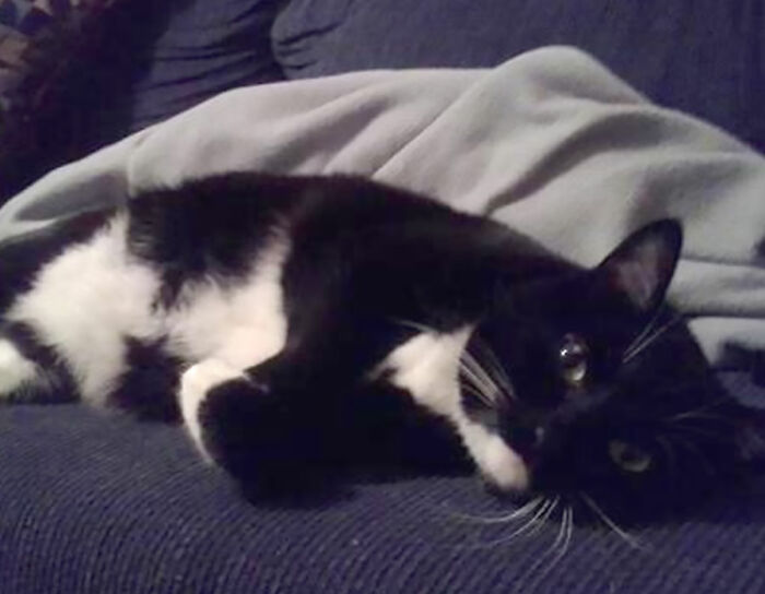 This Is Sheik. Her Tummy Fur Looks Like Two Cats Kissing