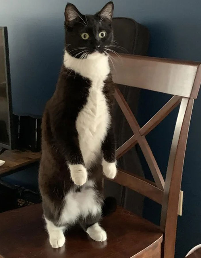 A Silly Little Jacket For A Silly Little Guy