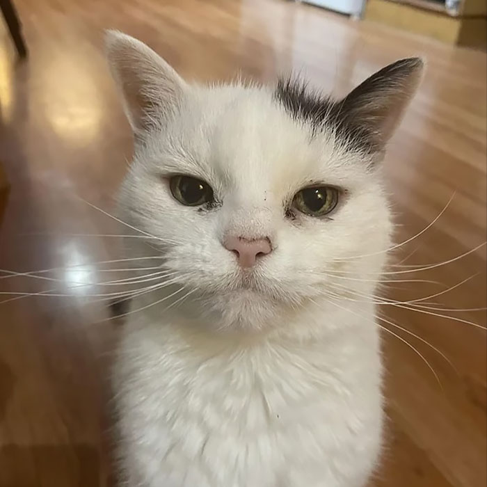 18 Year Old Josie Has The Cutest Black Ear