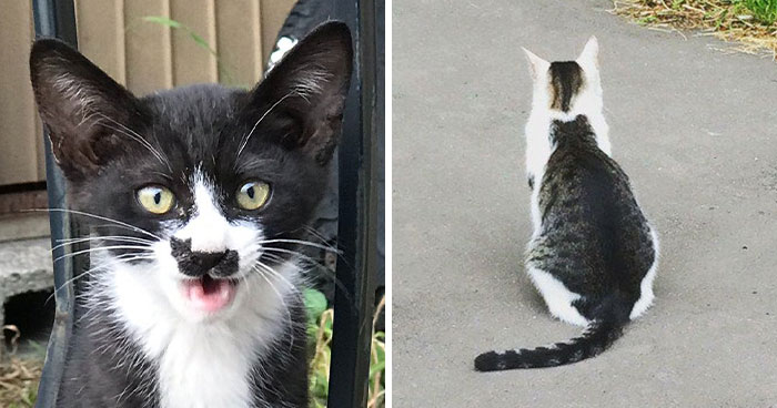 95 Cats With Unique Markings On Their Fur And Paws That Are Totally Adorable