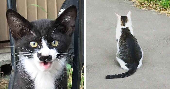 95 Cats With Unique Markings On Their Fur And Paws That Are Totally Adorable
