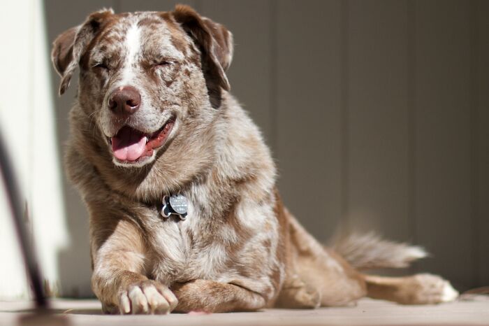 CEO Celebrates Worker Who Sold His Dog To Return To The Office, Sparks Huge Backlash Online CEO Celebrates Worker Who Sold His Dog To Return To The Office, Sparks Huge Backlash Online