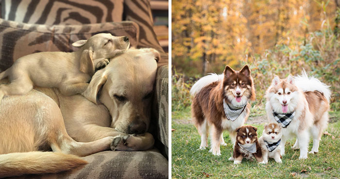 40 Pictures Showing Growth Comparison Of Dogs As Puppies And As Adults In These Combined Photos That I Made