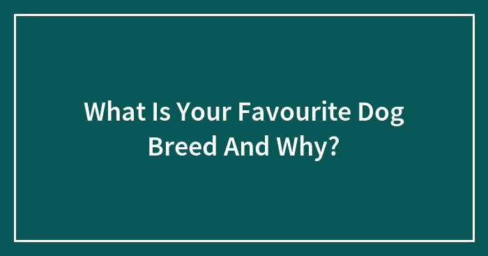What Is Your Favourite Dog Breed And Why?