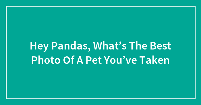 Hey Pandas, What’s The Best Photo Of A Pet You’ve Taken
