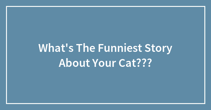 What’s The Funniest Story About Your Cat???