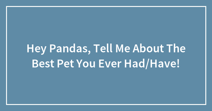 Hey Pandas, Tell Me About The Best Pet You Ever Had/Have!