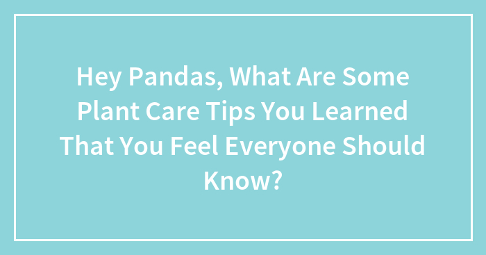 Hey Pandas, What Are Some Plant Care Tips You Learned That You Feel Everyone Should Know? (Closed)