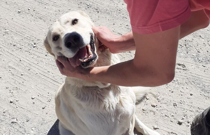 We’re Never Short Of Affection At The Adana Dog Rescue Centre (12 Pics)