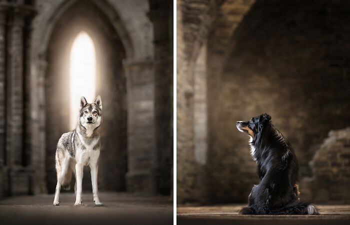 During A Trip To Belgium, I Photographed Dogs In An Old Abbey (7 Pics)