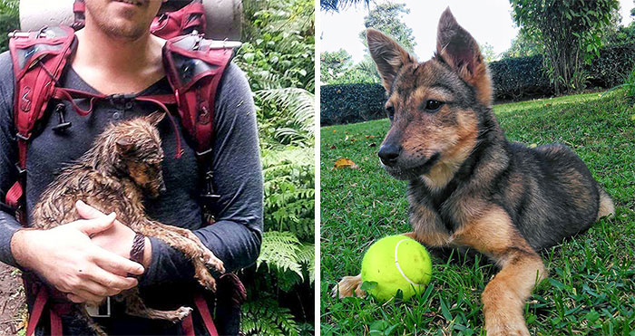 50 Pics Of Dogs Who Were Saved From Awful Conditions And Got A Second Chance In Life (New Pics)
