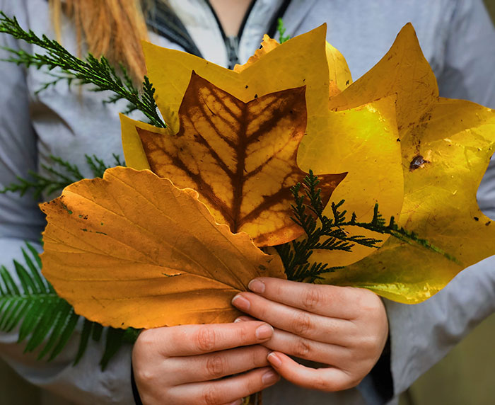 Person holding autumn tree leaves