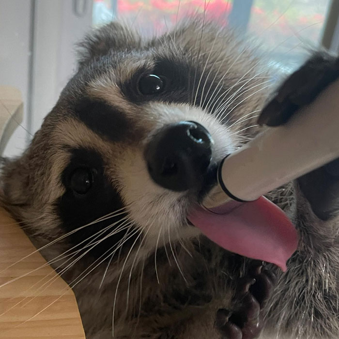 Close-up of a cute raccoon eating and licking from a bottle, showcasing adorable animals eating in the most charming way.