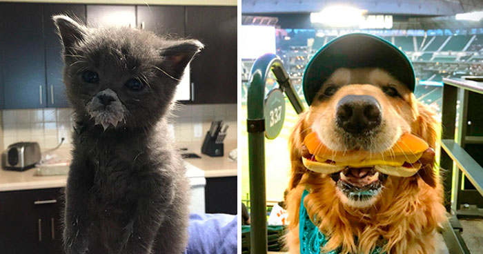 135 Cute Animals Eating In The Most Adorable Way