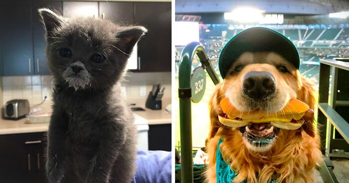 Gray kitten with food on its face and golden retriever wearing a cap eating a sandwich in an adorable way.