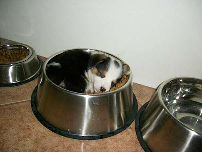 Puppy lying and sleeping inside a metal dog bowl filled with dry food, showcasing a cute animal eating moment.