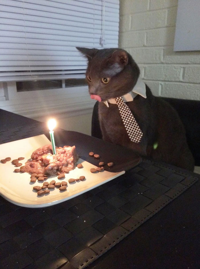 Cute cat wearing a tie, sitting at a table with food and a lit candle, showing adorable eating behavior.
