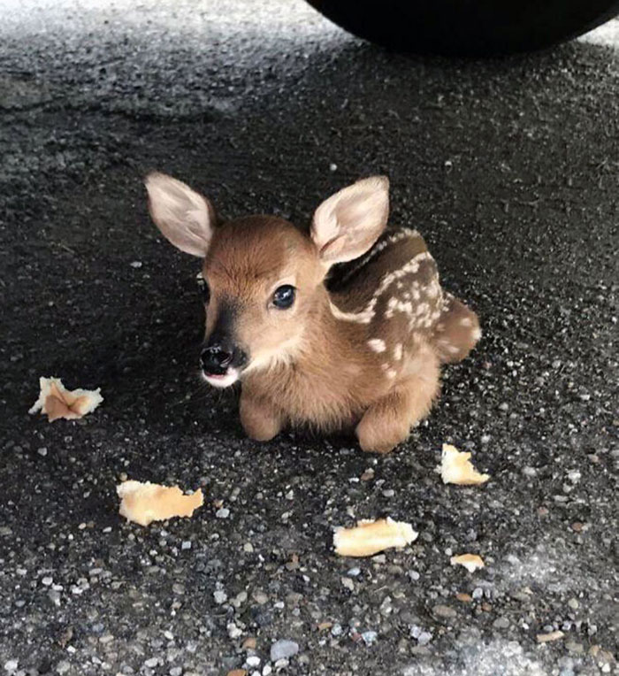 I Found A Baby Deer. It's So Tiny