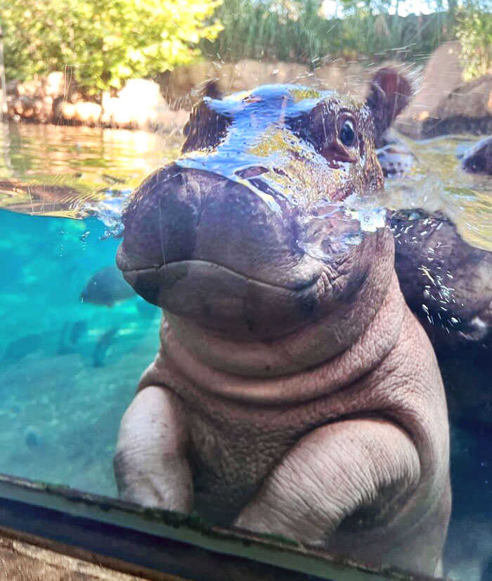 Baby Hippo Smoosh