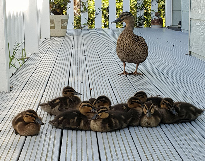 This Duck Used To Come To My Porch For Food. Recently, She Brought Her Babies. I've Been Watching Them Grow Up